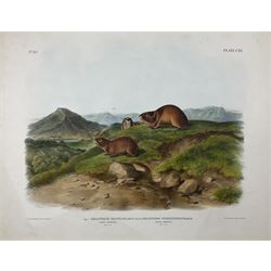 John James Audubon (American 1785-1851): 'Georychus Helvolus Rich - Tawny Lemming and Georychus (Natural Size) and Trimucronatus Rich - Back's Lemming (Natural Size)', Plate 120 from 'The Viviparous Quadrupeds of North America', lithograph with hand colouring pub. John T Bowen, Philadelphia 1847, 55cm x 70cm (unframed)
Provenance: Vendor acquired through family descent - Audubon's son (colourer of prints) was married to the vendor's relative (great grand-father's sister).
