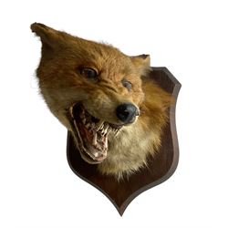 Taxidermy: Red Fox Mask (Vulpes vulpes) by Peter Spicer & Sons, Leamington, head turned to the left in snarling pose on oak shield 23cm from the wall