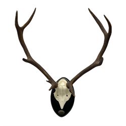 Taxidermy: Set of 9-point Deer antlers mounted on ebonised shield with plaque inscribed Zamores 26-X-85