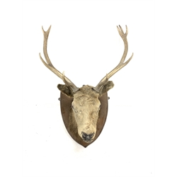 Taxidermy - Red Deer stag neck mount, ten points (5+5) on oak wall shield W60cm
