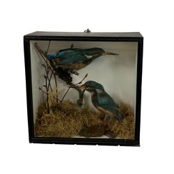 Taxidermy: An early 20th century cased pair of Kingfishers (Alcedo atthis), full mounts perched on a branch amidst a natural setting of grasses and moss, hand-written label verso 