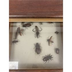Entomology: 20th century twenty-four drawer collectors cabinet containing an assortment of beetle, Insect, shell and leaf specimens including Rhinoceros Beetle (Dynastinae), Red-winged Grasshopper (Oedipoda germanica), White Witch Moth (thysania Agrippina), Titan Beetle  (Titanus giganteus), Giant Water Bug (lethocerus), Giant Cave Roach (Blaberus giganteus), Long Horn Beetles (callipogon Relictus), Buprestid Beetle (euchroma gigantea) and other specimens, mostly fitted with protective glass covers, H80cm, W76cm, D36cm                        

 