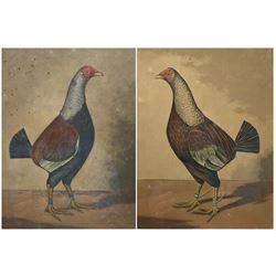 CR Stock after Hilton Lark Pratt (British 1838-1875): 'The Blackbreasted Dark Red Champion Who Killed Three in 2 Minutes' and 'Streaky Breasted Red Dunn Called the Bone Crusher', pair engravings of fighting cocks with handcolouring 30cm x 22cm (2)