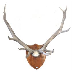 Large set of faux antlers mounted on shield plaque, W115cm x H117cm approx.