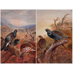 Circle of Archibald Thorburn (British 1860-1935): Male and Female Blackcocks, pair watercolours unsigned 26cm x 18cm