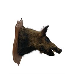 Taxidermy: European Wild Boar (Sus scrofa), adult male shoulder mount looking straight ahead, with mouth agape, on a wooden shield, bearing plaque- ‘L'Esparance 29-01-95', from the wall 60cm, height 72cm