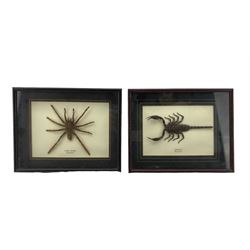 Entomology: Malaysia Scorpion and Tiger Spider, both framed and mounted, 23.5cm x 18.5cm 