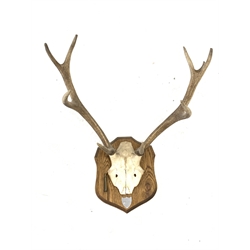 Pair of nine point (5+4) stag antlers with partial skull on oak wall shield inscribed 'Inversanda Estate 28-9-93' with shell case H64cm