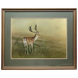Robert E Fuller (British 1972-): Fallow Deer Buck in Meadow, watercolour signed and dated 1993, 41cm x 56cm