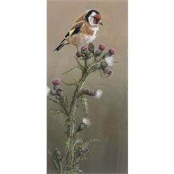 Robert E Fuller (British 1972-): 'Goldfinch' and 'Yellowhammer', pair limited edition colour prints signed and numbered 363/850 and 27/850 in pencil 31cm x 15cm (2)