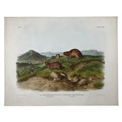John James Audubon (American 1785-1851): 'Georychus Helvolus Rich - Tawny Lemming and Georychus (Natural Size) and Trimucronatus Rich - Back's Lemming (Natural Size)', Plate 120 from 'The Viviparous Quadrupeds of North America', lithograph with hand colouring pub. John T Bowen, Philadelphia 1847, 55cm x 70cm (unframed)
Provenance: Vendor acquired through family descent - Audubon's son (colourer of prints) was married to the vendor's relative (great grand-father's sister).