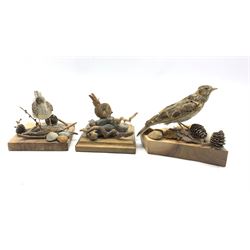 Taxidermy: Waxwing, Juvenile Starling and Wren, mounted individually on open display with naturalistic bases, tallest 15cm 