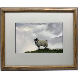 Ray Taylor (British 20th century): Swaledale Ram, watercolour signed 20cm x 32cm