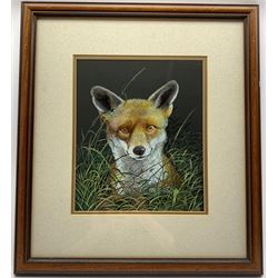 Elizabeth Garnett-Orme (British Contemporary): Fox in Grass, gouache and ink signed and dated 1988, 30cm x 25cm