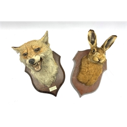 Taxidermy - Fox mask with agape mouth inscribed 'The Rockwood Harriers 1960' on oak wall shield H28cm and a rabbit on wall shield H30cm
