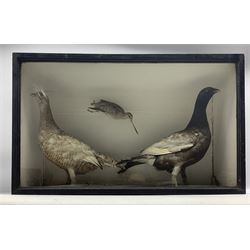 Taxidermy: Cased diorama of moorland birds including Black Grouse male and female with a Jack Snipe in naturalistic setting with painted paper background in ebonised case 46cm x 76cm