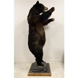 Taxidermy: North American Black Bear (Ursus americanus), full mount juvenile black bear, mounted upon a large faux rock base with front limbs outstretched with mouth open in agressive pose H160cm