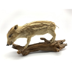 Taxidermy: European Wild Boar Piglet,  full mount, stood upon a log, L43cm (excluding log)