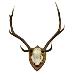 Taxidermy: Pair of seven point stag antlers with skull cap on oak shield, W61cm 