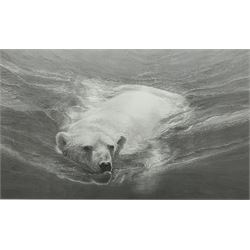 Gary Hodges (British 1954-): 'Swimming Polar Bear',  limited edition monochrome print signed and numbered 779/850 in pencil 36cm x 59cm
