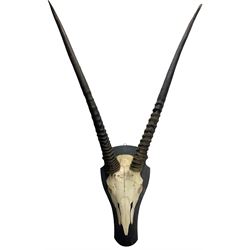 Antlers/Horns: Adult male Gemsbok Oyrx horns on upper skull mounted on ebonised shield height 111cm, space from horn to horn 72cm