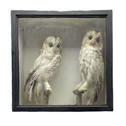 Taxidermy: Victorian cased pair of Tawny Owls both perched on a branch, in ebonised glazed case, 46cm x 46cm 