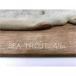 Painted wood half block model of a Sea Trout 4lbs mounted on an oak panel 26cm x 71cm