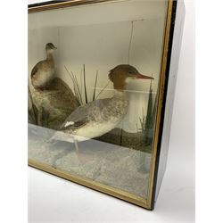 Taxidermy: female Goosander (Mergus Merganser), male Green Wing Teal Duck (Anas Carolinensis), and Little Grebe (Tachybaptus Ruficollis), in naturalistic setting detailed with long grass, set against a painted cream backdrop, encased within an ebonised single pane display case, with taxidermist paper label verso detailed J E Massey, Finkle Street, Malton, H50.5cm, W89cm, D21cm