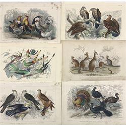 After J Stewart (British 19th century): Large collection hand-coloured engravings of birds and animals from Oliver Goldsmith’s 'A History of the Earth and Animated Nature' pub. 1860s together with various animal engravings most with hand-colouring max 25cm x 30cm (20)