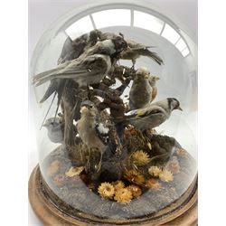 Taxidermy: A 19th/ early 20th century display of Garden Birds including Greenfinch and Goldfinch in a natural setting mounted on a branch, under glass dome on circular walnut plinth, H37cm x D36cm (approx)