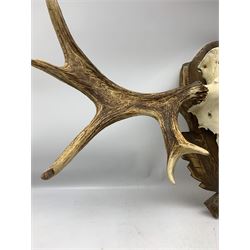 Antler/Horns: European Moose (Alces alces), circa mid 20th century, antlers on upper skull, on Austro/German style oak shield widest span 102cm, height 50cm