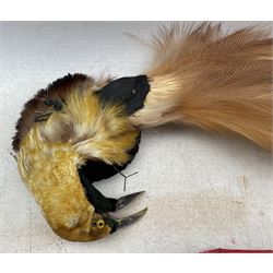 Art Deco period silk headband with beaded decoration together with a late 19th century Greater Bird of Paradise (Paradisaea minor) millinery plume, L43cm approx (2)