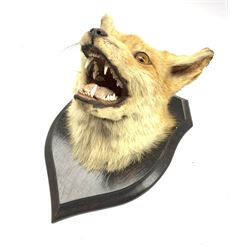 Taxidermy: Fox mask with mouth agape, mounted on oak shield bearing the label of Rowland Ward Ltd, 64/65 Grosvenor Street, London, H33cm x D25cm 