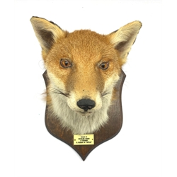 Taxidermy - Fox mask by P Spicer & Sons, Leamington on an oak wall shield with ivorine label 'Goathland Hounds at Ugthorpe, M Readman on Raffles'