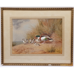 John Cyril Harrison (British 1898-1985): Shelduck and her Ducklings, watercolour and gouache signed 32cm x 46cm 

DDS - Artist's resale rights may apply to this lot
