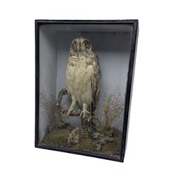 Taxidermy: Victorian Short-eared Owl  (Asio flammeus) mounted upon a moss covered branch, enclosed within an ebonised pine glass display case, H44cm, W32cm, D16cm