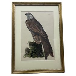 Prideaux John Selby (British 1788-1867): 'Kestrel (Male)' 'Red Legged Hobby' and 'Kite or Glead', set three engravings with hand colouring pub 'Illustrations of British Ornithology' 1819-1834, 41cm x 26cm (3)