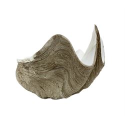 Large faux model of a clam shell, L51cm 
