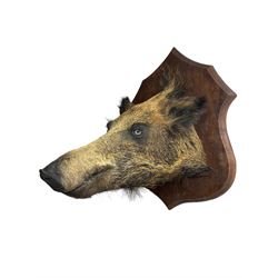 Taxidermy: A European Wild Boar (Sus scrofa), adult neck mount looking straight ahead on oak shield, from the wall 48cm