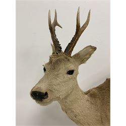 Taxidermy: Roe Deer (Capreolus capreolus), modern, full mount in leaping pose, mounted upon tree bark base, H100cm x W90cm approx