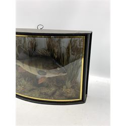 Taxidermy: Perch (Perca fluviatilis), early 20th century, a skin mount preserved and mounted within a naturalistic setting amidst reeds and grasses, set above a pebbled river bed, mounted against painted back drop, enclosed within an ebonised bow-front display case with verre eglomise border, W50cm, H32cm, D14cm