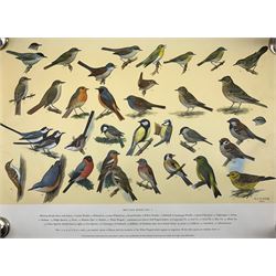 After H J Slyper (British 20th century): A collection of five (numbers 1-5) of the RSPB British Birds identification prints, dated 1961, 62cm x 85 cm (5)