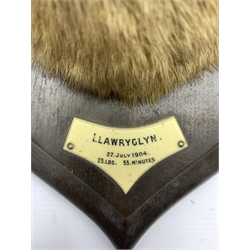 Taxidermy - Otter mask inscribed 'Llawryglyn 1904' on oak wall shield H31cm with the label of Rowland Ward, Piccadilly, London and carved initials 'RW'